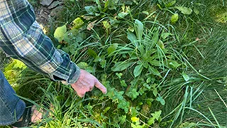 Clover hunting with Harry