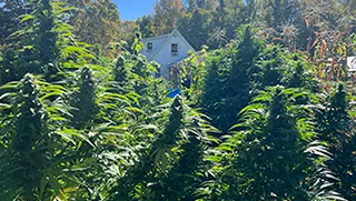Cannabis at Harry Brown's farm