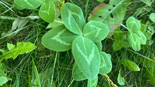 Harry Brown looking over a Four Leaf Clover