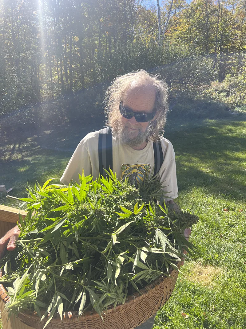 Harry Brown carrying a basket of freshly harvested cannabis at Harry Brown’s Farm, Starks Maine, during The Happening 2025